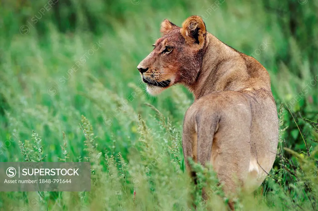 Lion (Panthera leo), lioness with a blood-splattered head