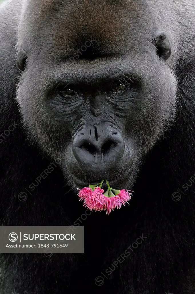 Western Lowland Gorilla (Gorilla gorilla gorilla) with flowers in its mouth, portrait