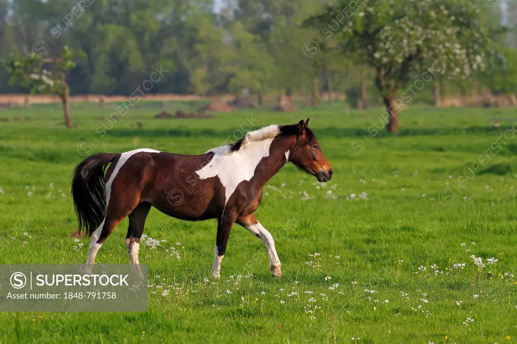 Horse, pinto horse walking on a spring meadow