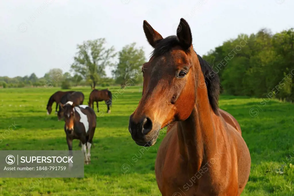 Horses standing on a pasture in the evening light