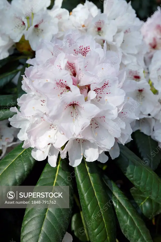 Orlando Rhododendron rex variety (Rhododendron rex hybrid Orlando), cultivar, flowering