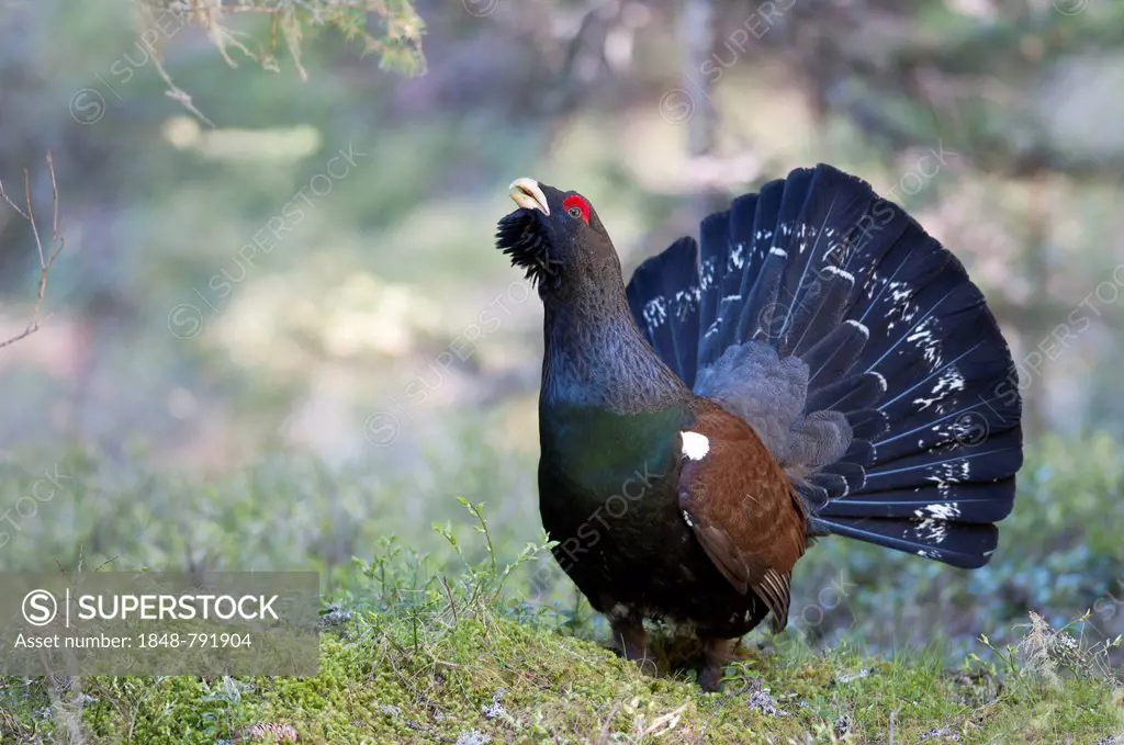 Capercaillie or Wood Grouse (Tetrao urogallus), courting male