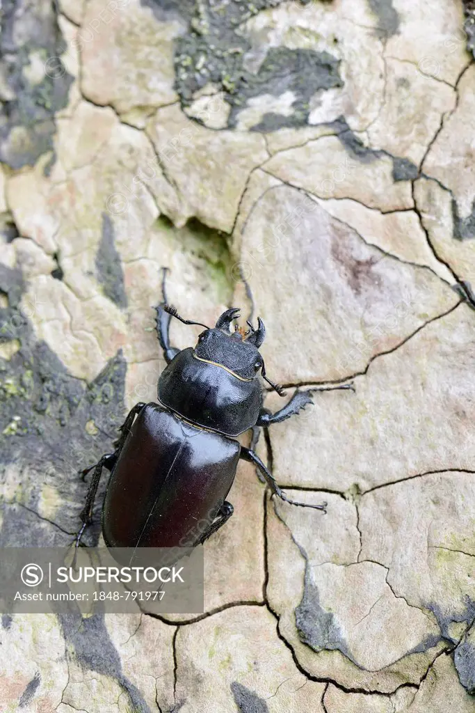 Stag Beetle (Lucanus cervus), female