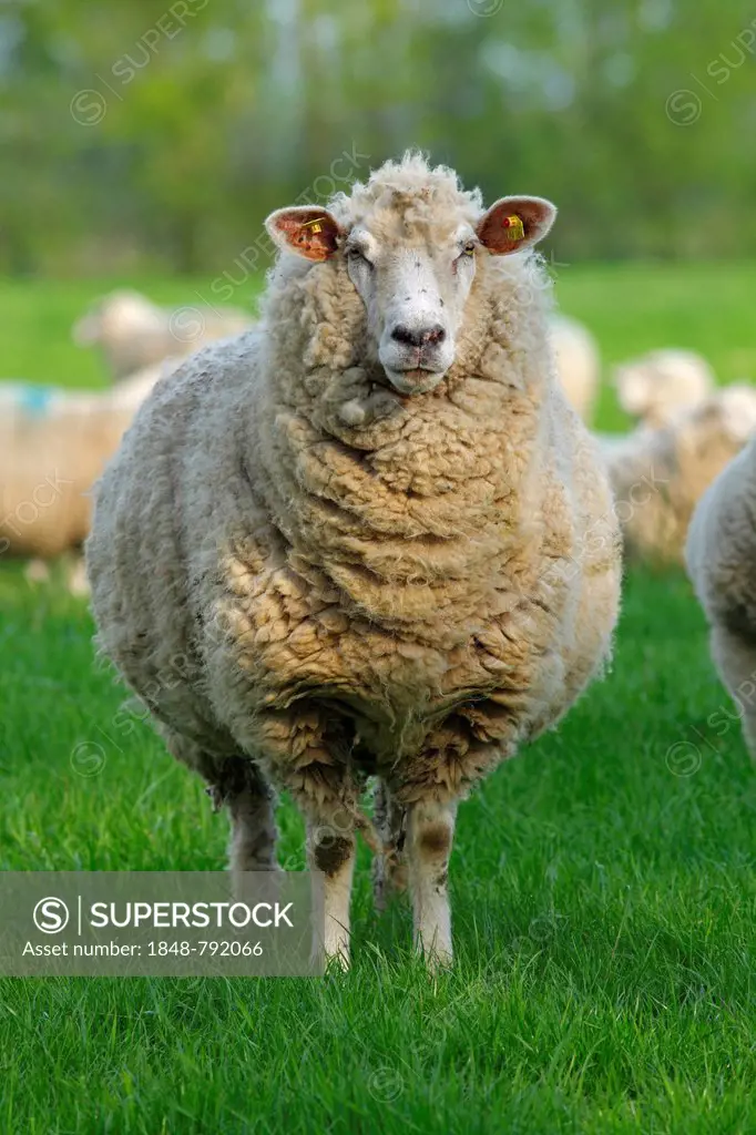 Domestic sheep (Ovis orientalis aries), ewe