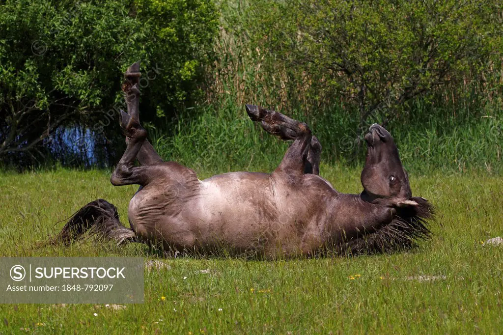 Konik Horse or Polish Primitive Horse,Tarpan breeding back (Equus przewalskii f caballus) lying on its back, rolling around on pasture