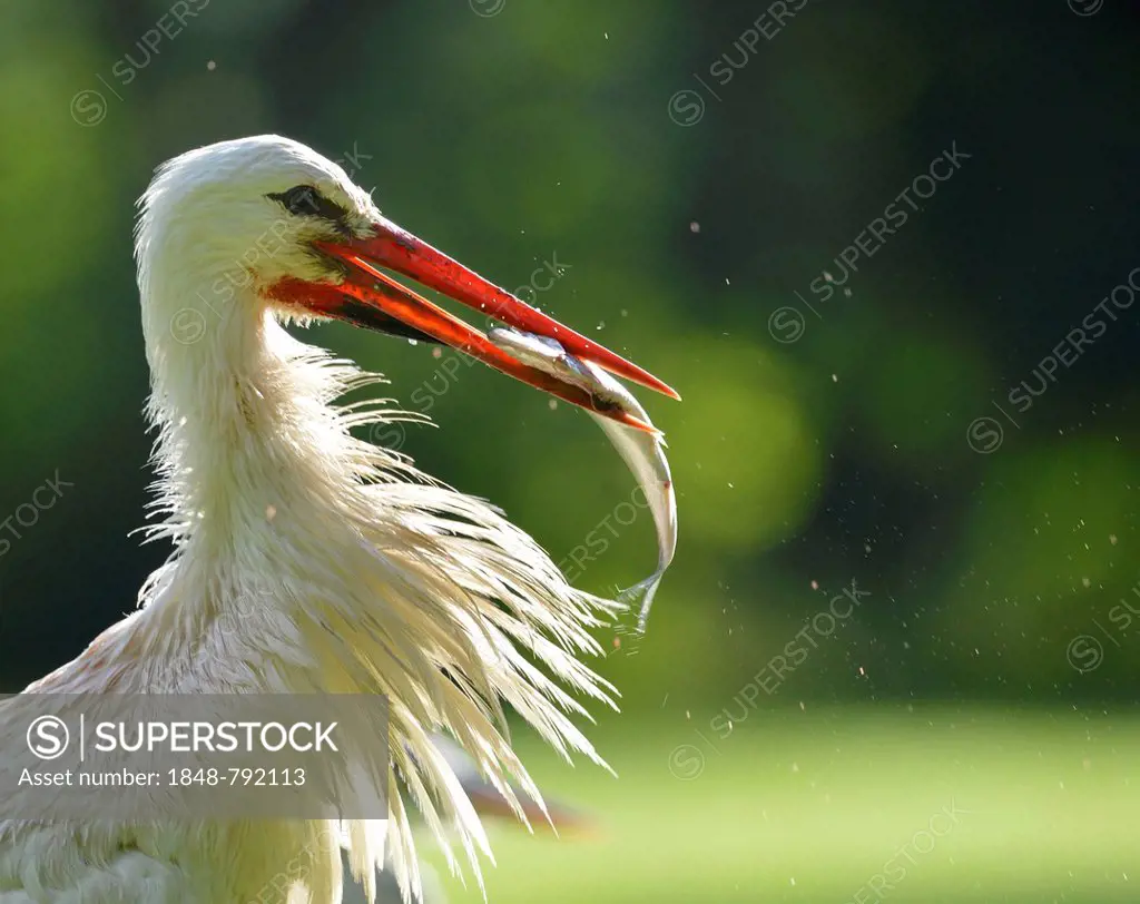 White Stork (Ciconia ciconia) with captured fish in its beak