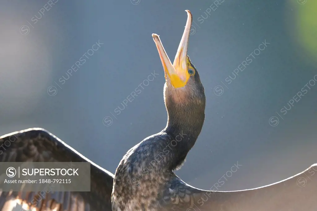 Great Cormorant or Great Black Cormorant (Phalacrocorax carbo), during courtship