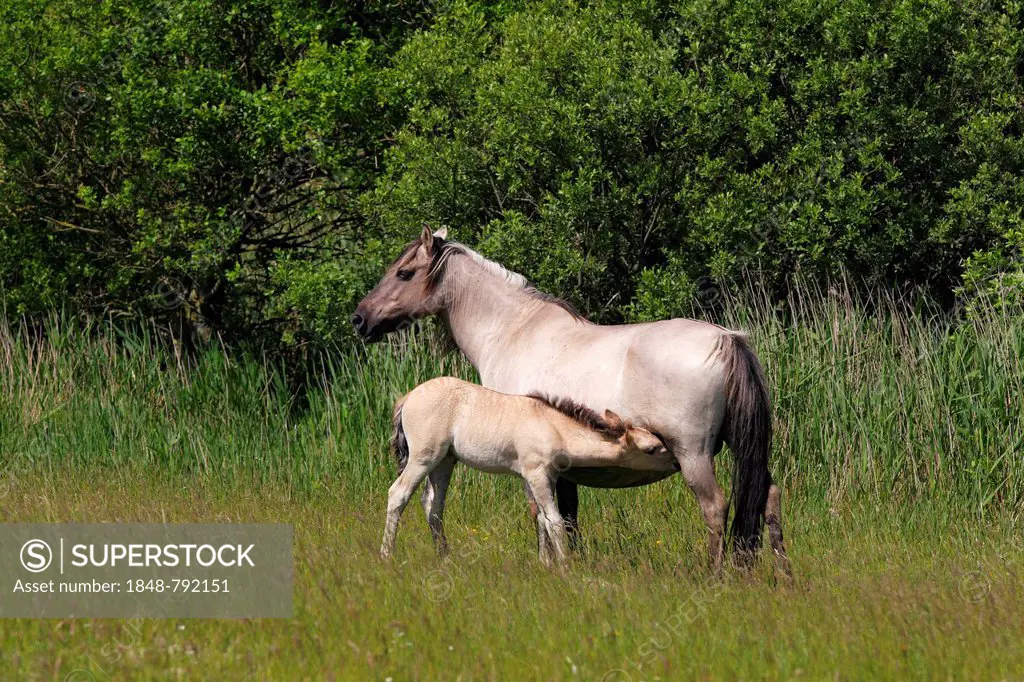 Mare suckling foal, Konik horse or Polish Primitive Horse, Tarpan breeding back (Equus przewalskii f caballus)