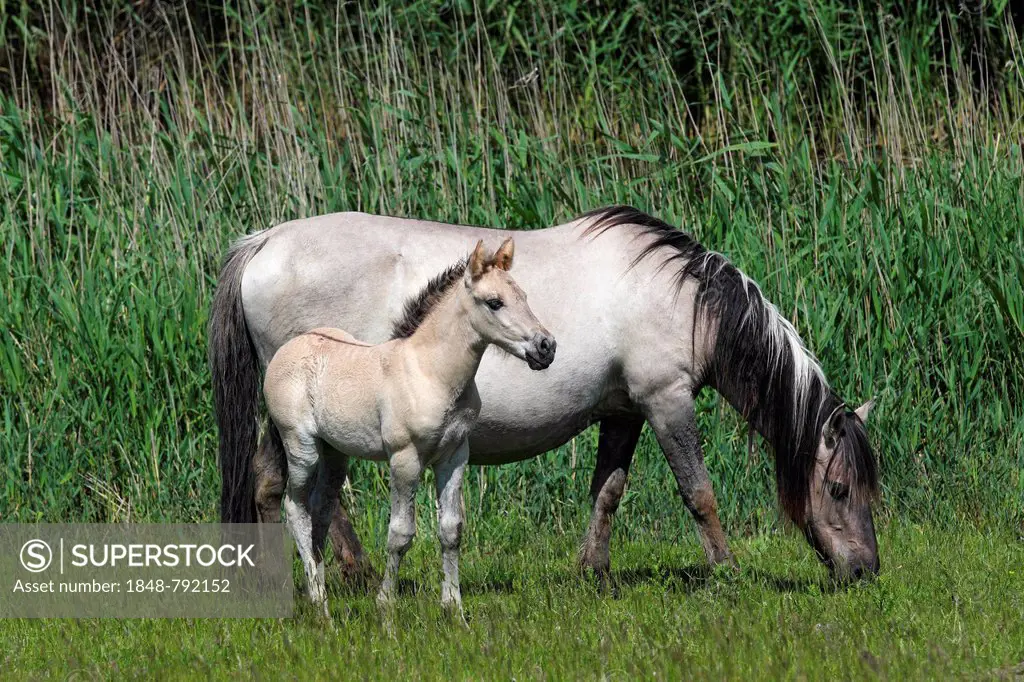 Mare and foal, Konik horse or Polish Primitive Horse, Tarpan breeding back (Equus przewalskii f caballus)