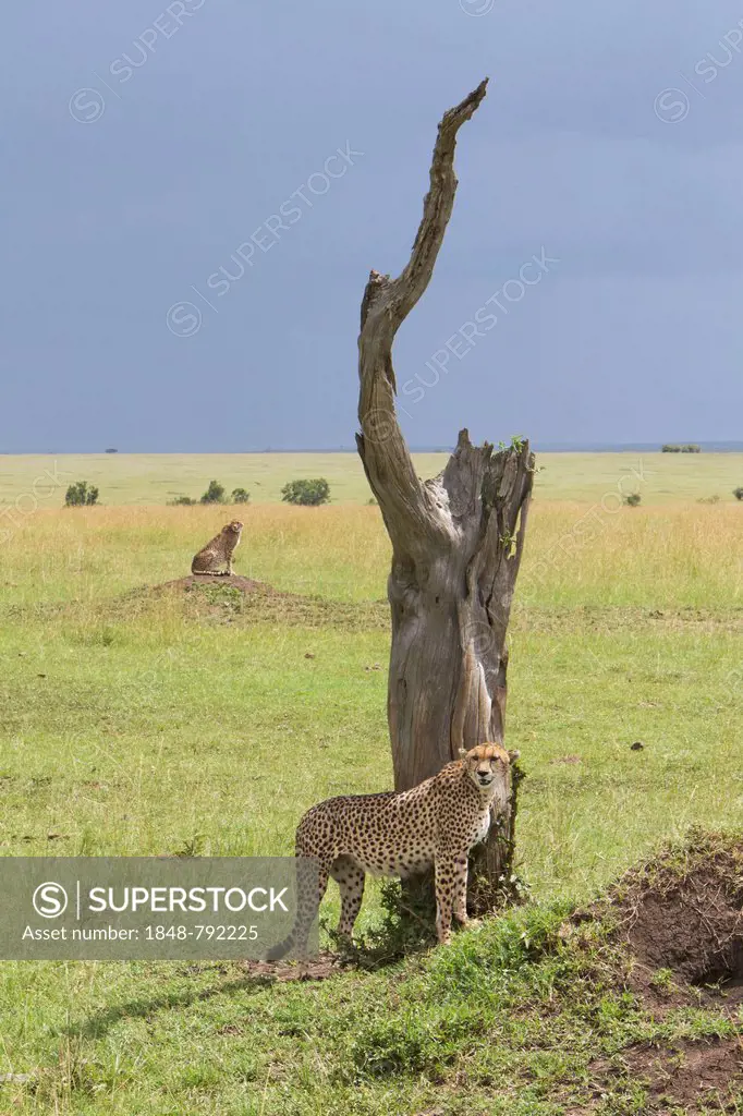 Two Cheetahs (Acinonyx jubatus) searching for prey