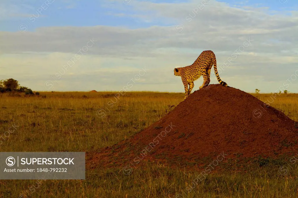 Cheetah (Acinonyx jubatus) stretching on a termite mound in the evening light