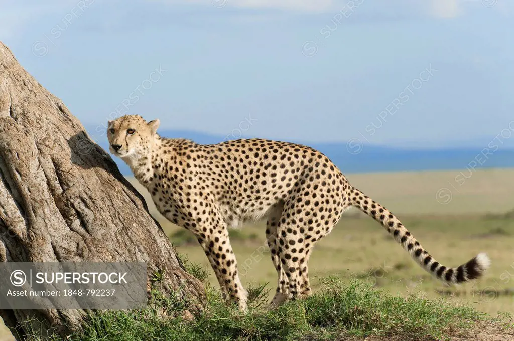 Cheetah (Acinonyx jubatus) sniffing at a tree