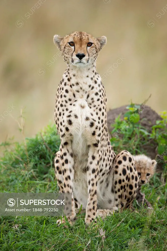 Cheetahs (Acinonyx jubatus), female with cub, several weeks