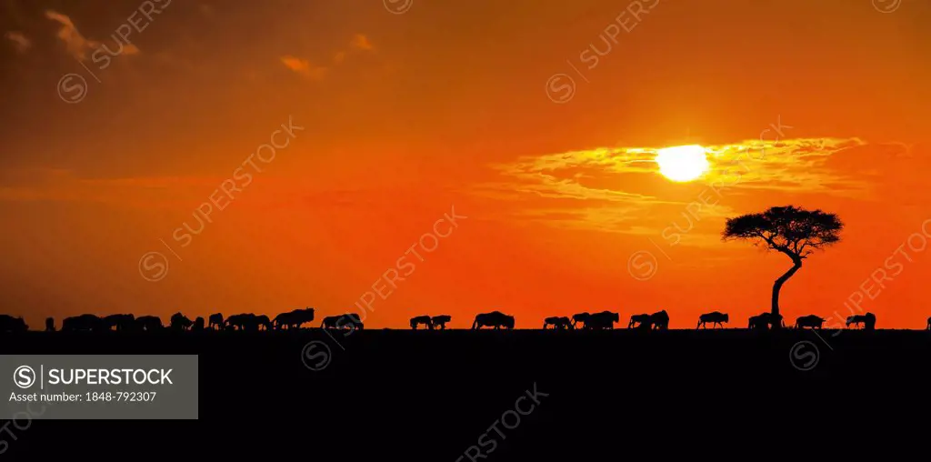 Herd of Blue Wildebeestt (Connochaetes taurinus), silhouetted at sunrise