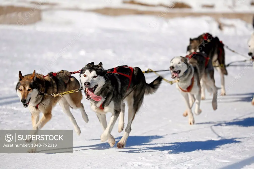 Sled dogs, sled dog race