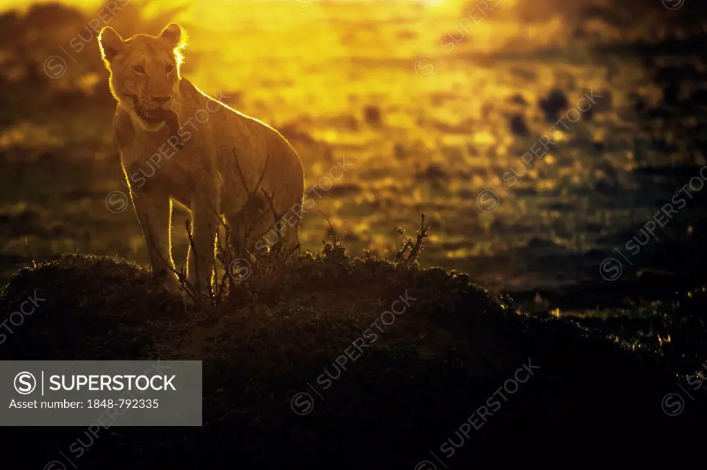 Young Lion (Panthera leo) at sunrise