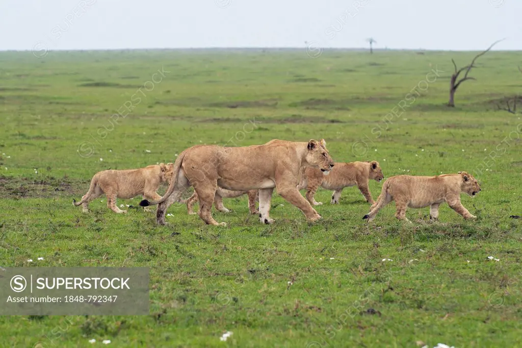Lioness (Panthera Leo) with her four lion cubs