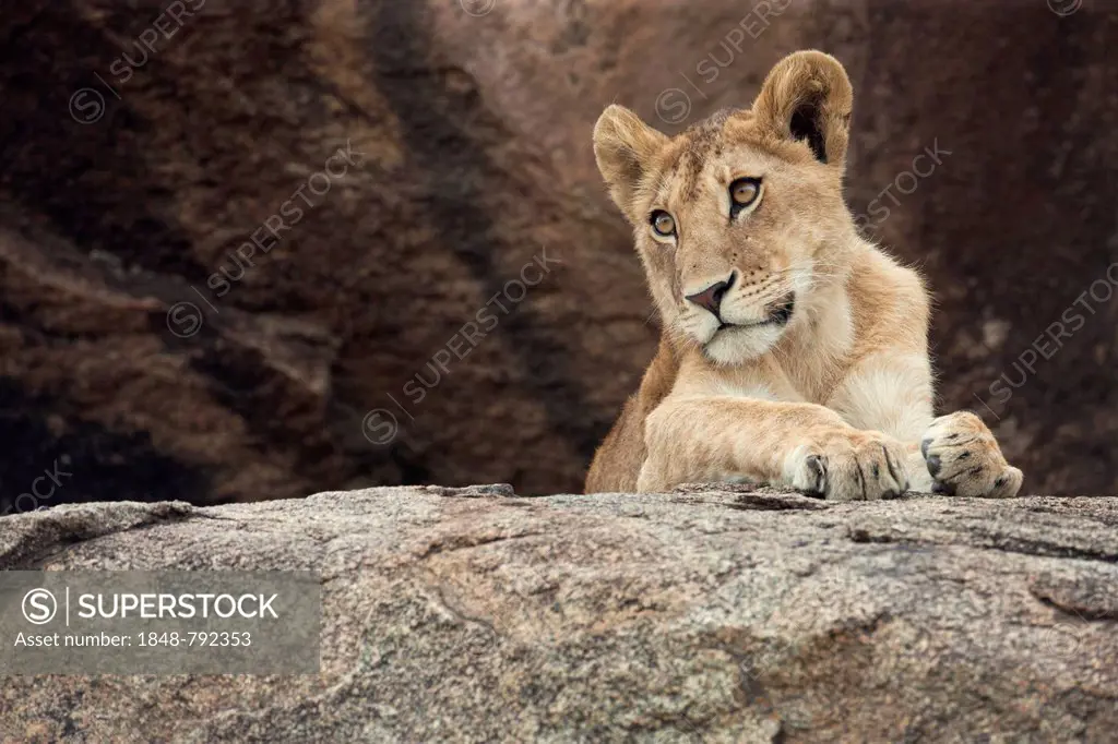 Young Lion (Panthera leo) on a rock