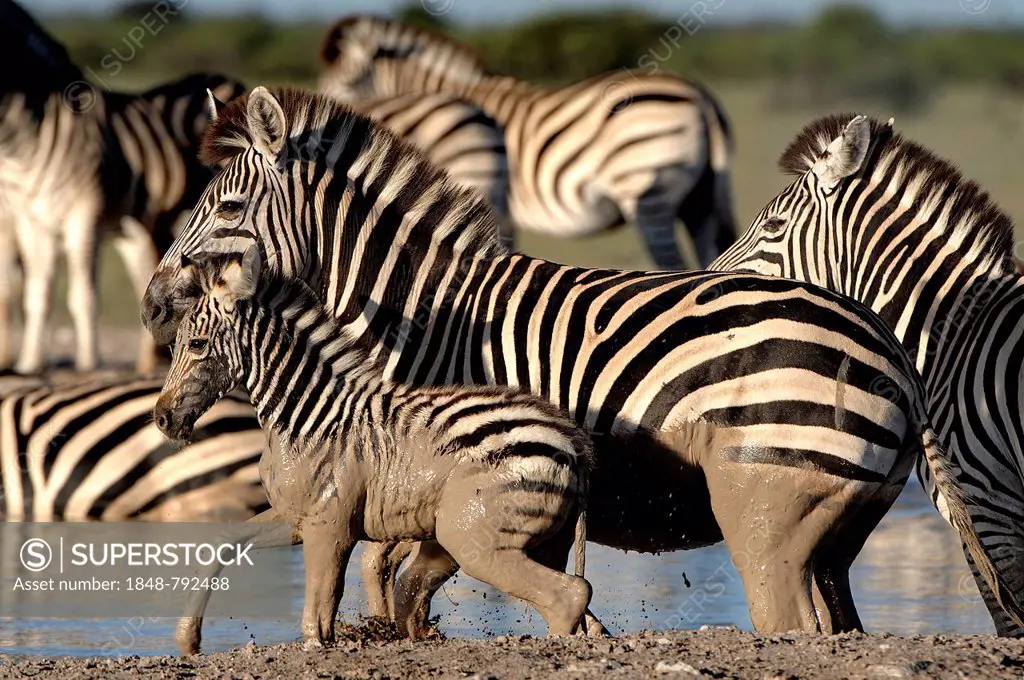 Plains Zebras or Burchell's Zebras (Equus quagga, formerly Equus burchelli) at a waterhole