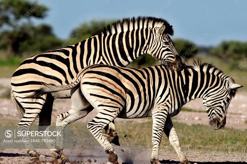 Plains Zebras or Burchell's Zebras (Equus quagga, formerly Equus burchelli)