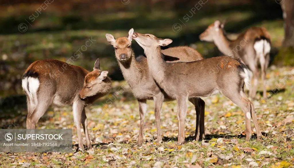 Sika Deer (Cervus nippon), hinds standing in a forest meadow, captive