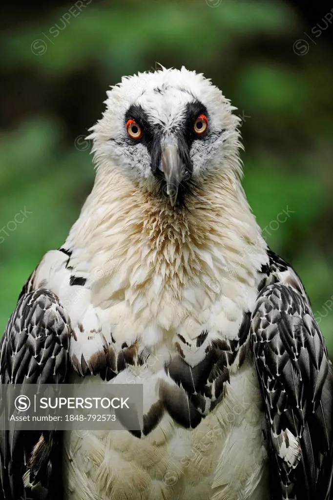 Bearded Vulture (Gypaetus barbatus), portrait, captive