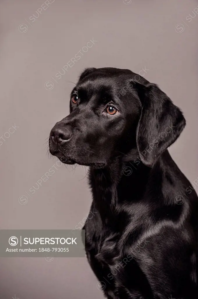 Black Labrador Retriever, portrait
