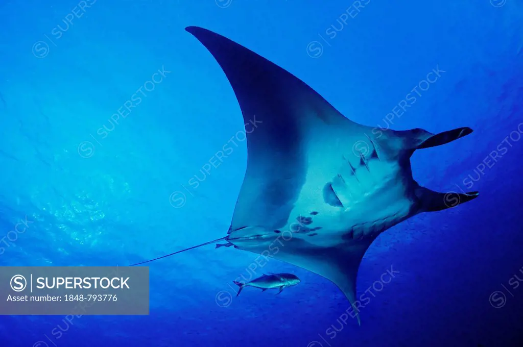 Giant Oceanic Manta Ray (Manta birostris)