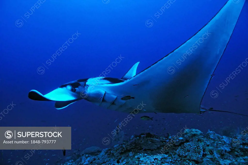 Giant Oceanic Manta Ray (Manta birostris)