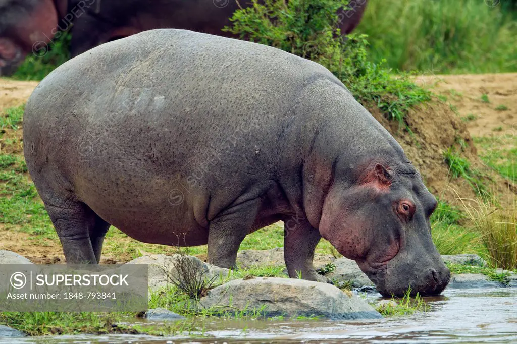 Hippopotamus (Hippopotamus amphibius) grazing