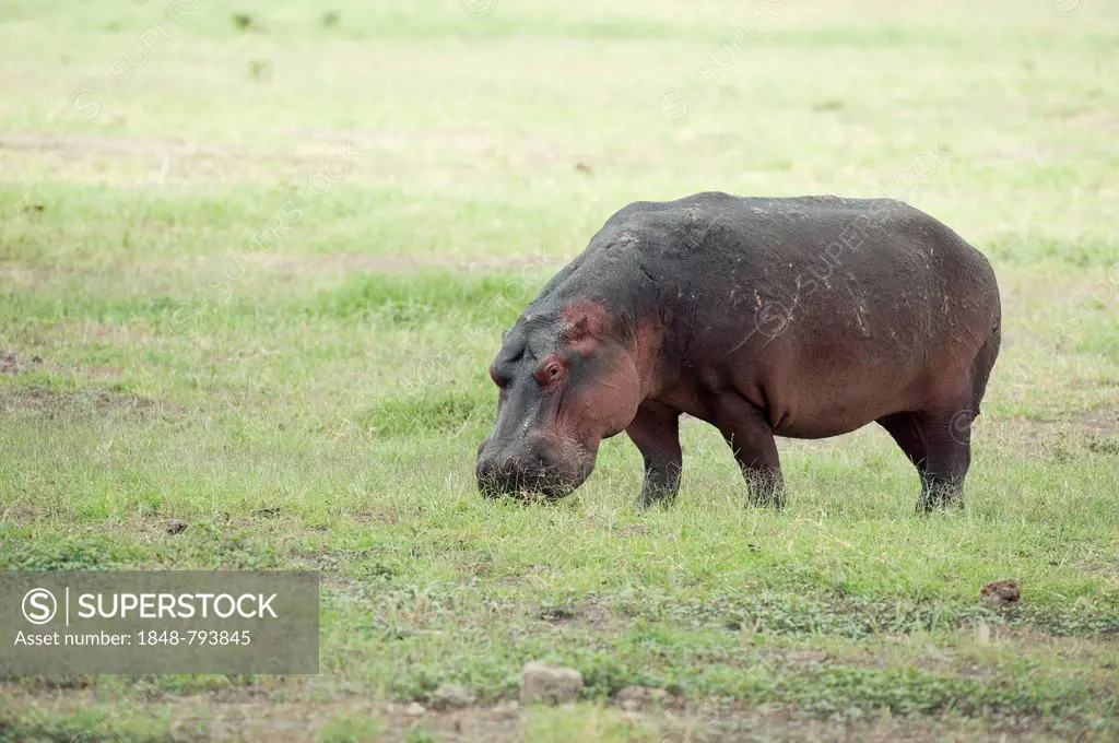 Hippopotamus (Hippopotamus amphibius) grazing