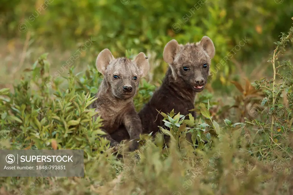 Spotted Hyena or Laughing Hyena (Crocuta crocuta) two cubs
