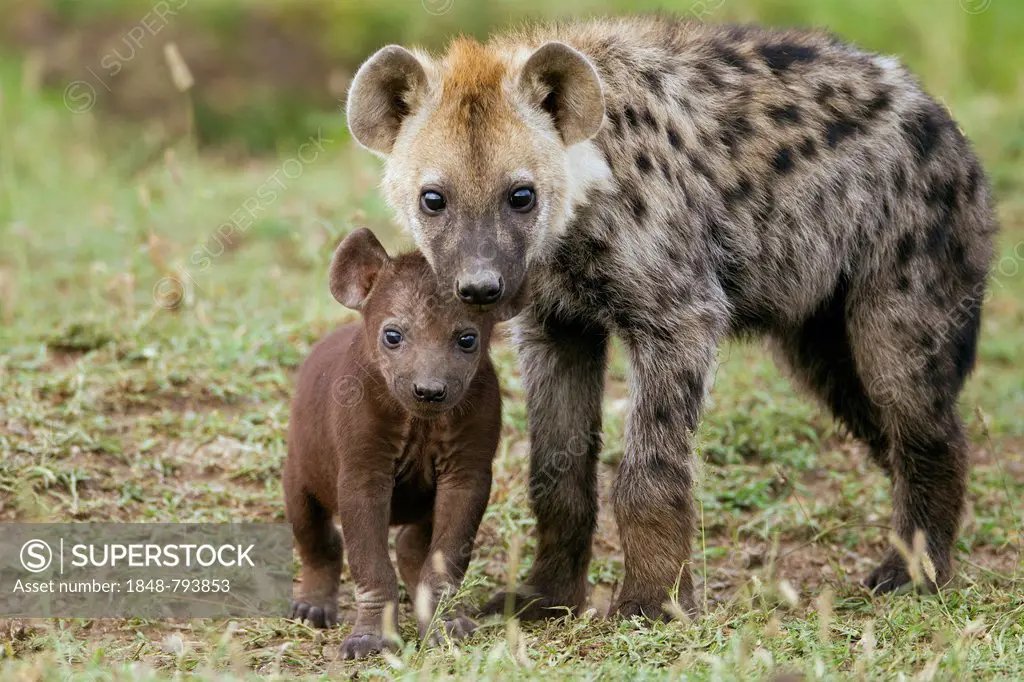 Spotted Hyena or Laughing Hyena (Crocuta crocuta) adult with cub