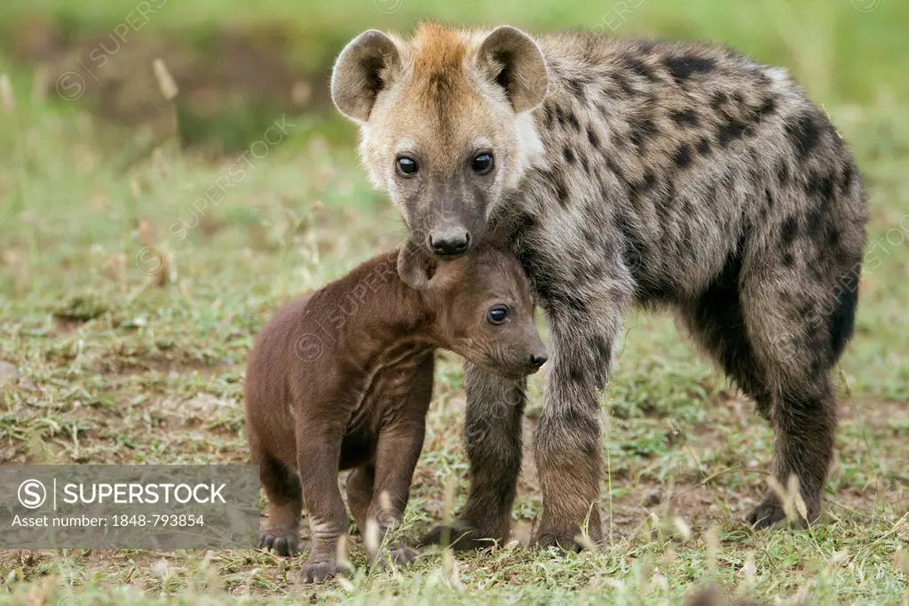 Spotted Hyena or Laughing Hyena (Crocuta crocuta) adult with cub