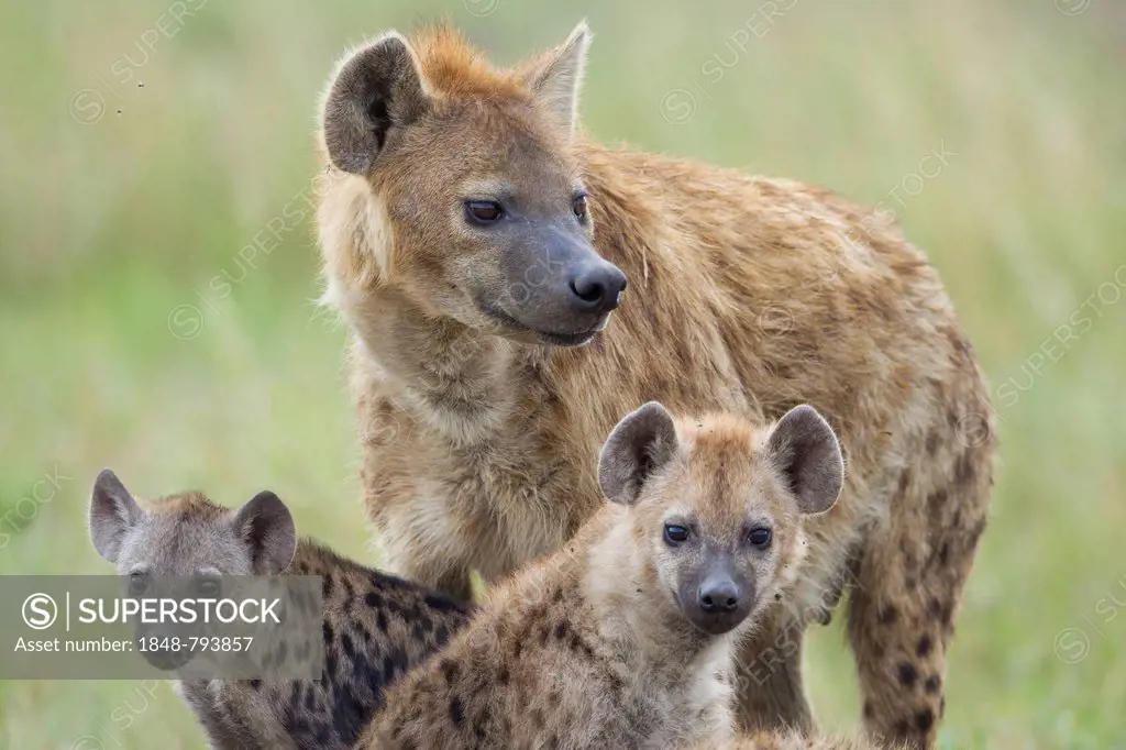 Spotted Hyena or Laughing Hyena (Crocuta crocuta) adult with cubs