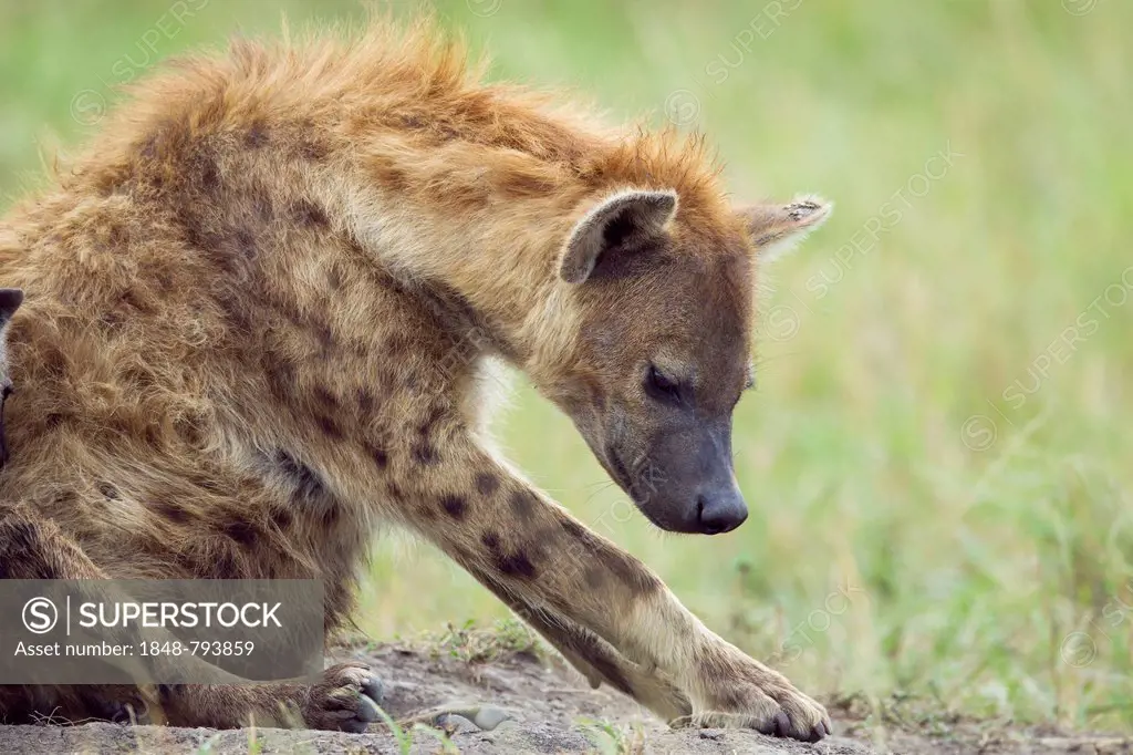 Spotted Hyena or Laughing Hyena (Crocuta crocuta)