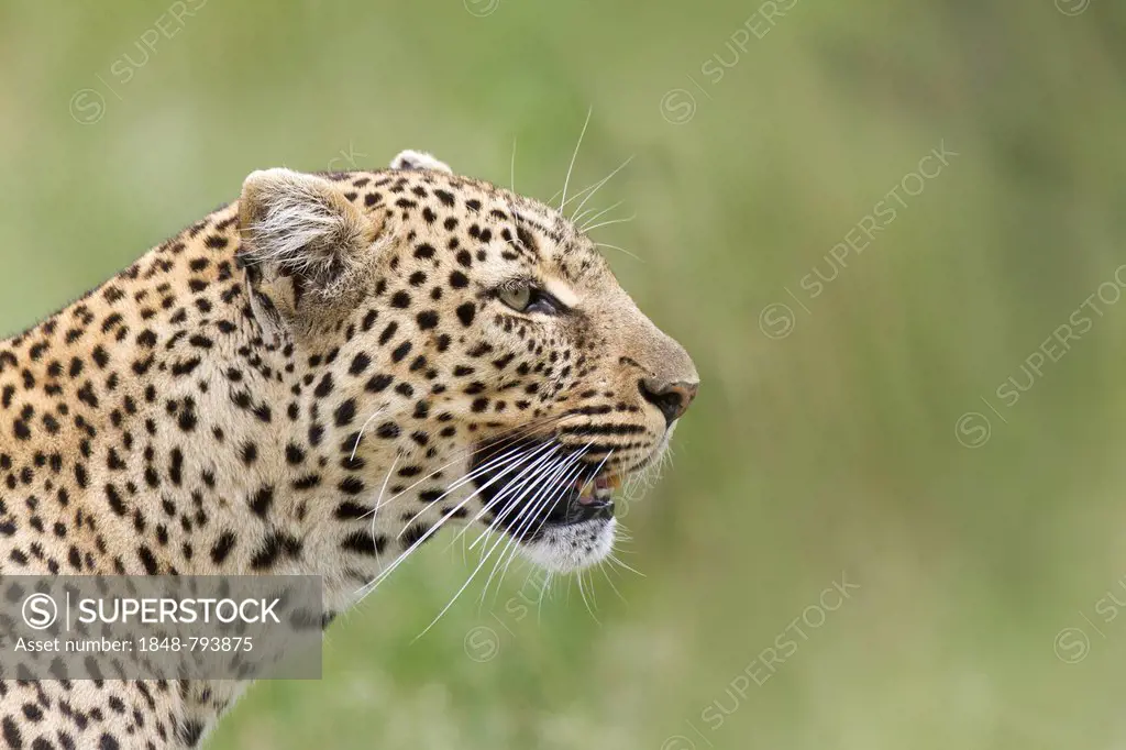 Leopard (Panthera pardus), portrait