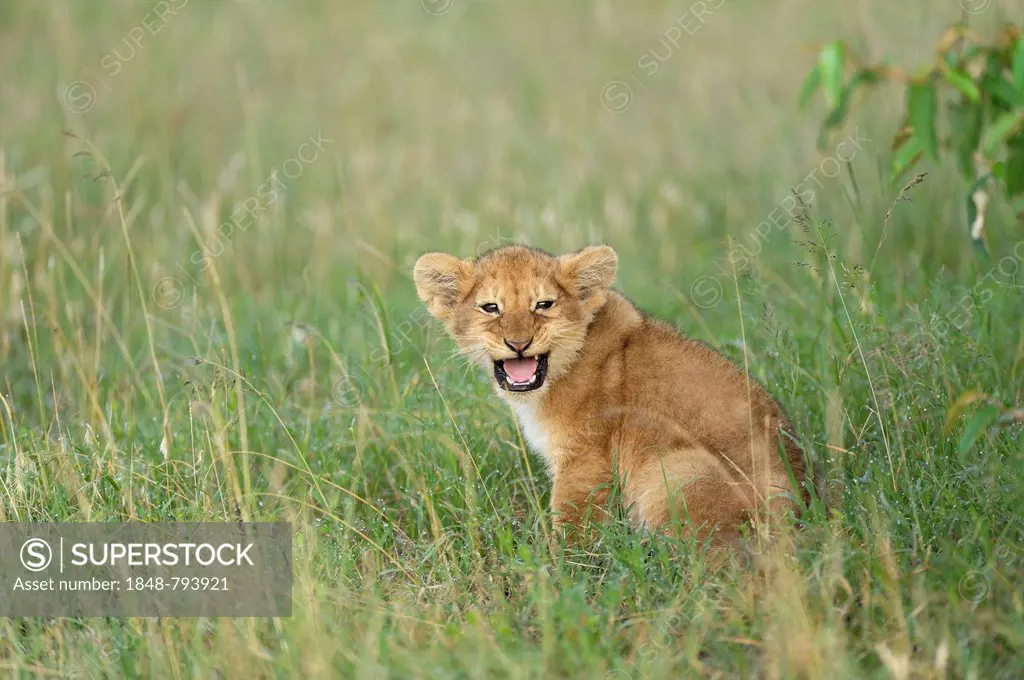 Lion (Panthera leo) cub crying out for its mother