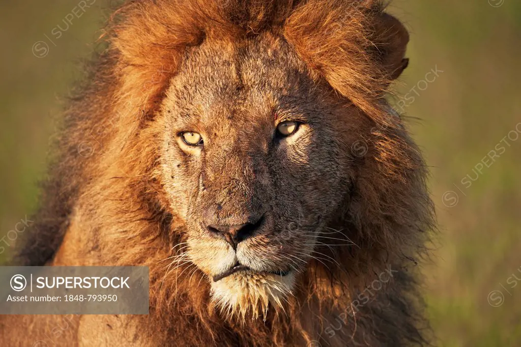 Lion (Panthera leo), male, portrait