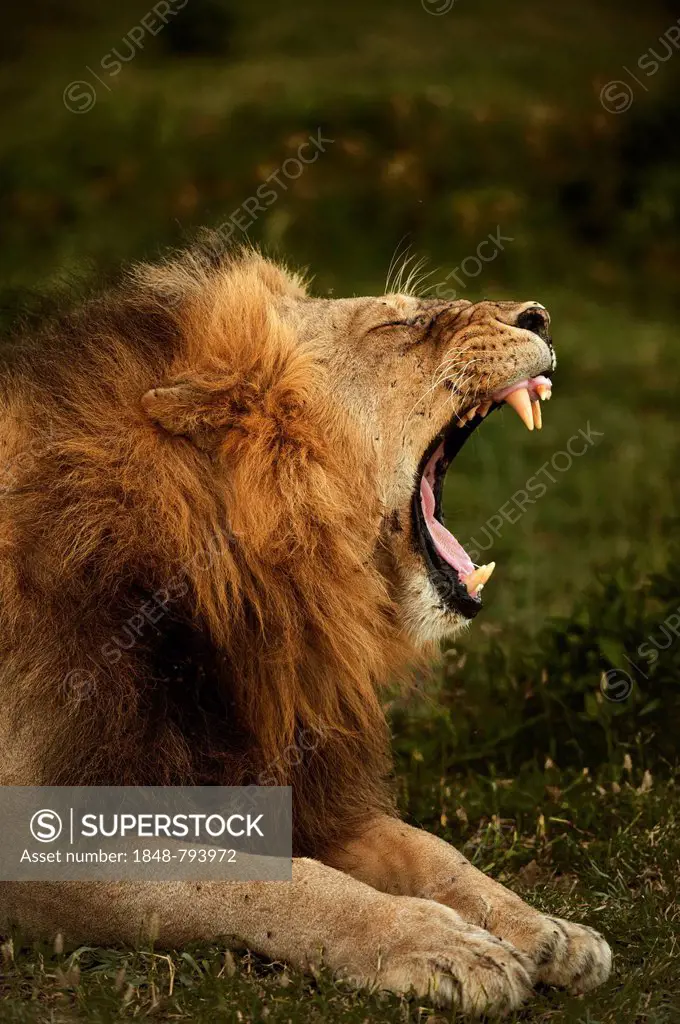 Lion (Panthera leo), male, yawning
