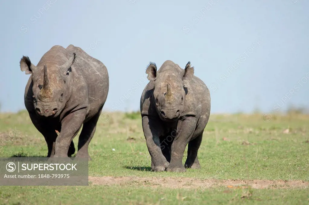 Black Rhinoceros (Diceros bicornis), female with her calf