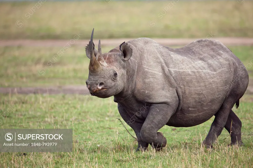 Black Rhinoceros (Diceros bicornis) in the open savannah