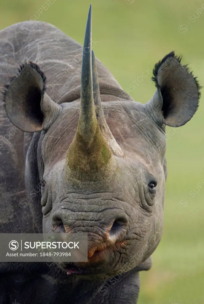 Black Rhinoceros (Diceros bicornis), portrait