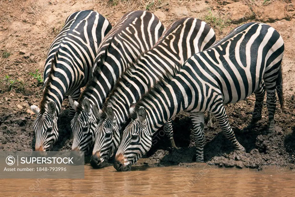 Zebras (Equus quagga) drinking on the bank of the Talek River