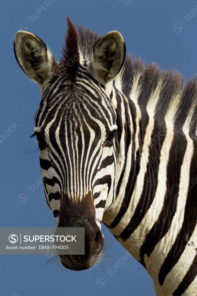 Zebra (Equus quagga), portrait