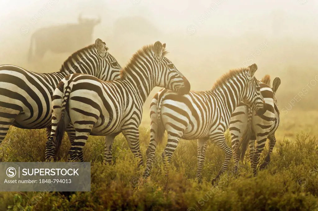 Zebras (Equus quagga) in the morning mist