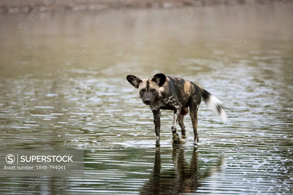 African Wild Dog (Lycaon pictus) on foot in Masek Lake to cool down