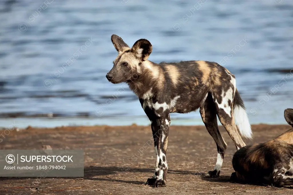 African Wild Dog (Lycaon pictus) on the shore of Masek Lake