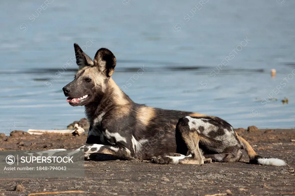 African Wild Dog (Lycaon pictus) on the shore of Masek Lake