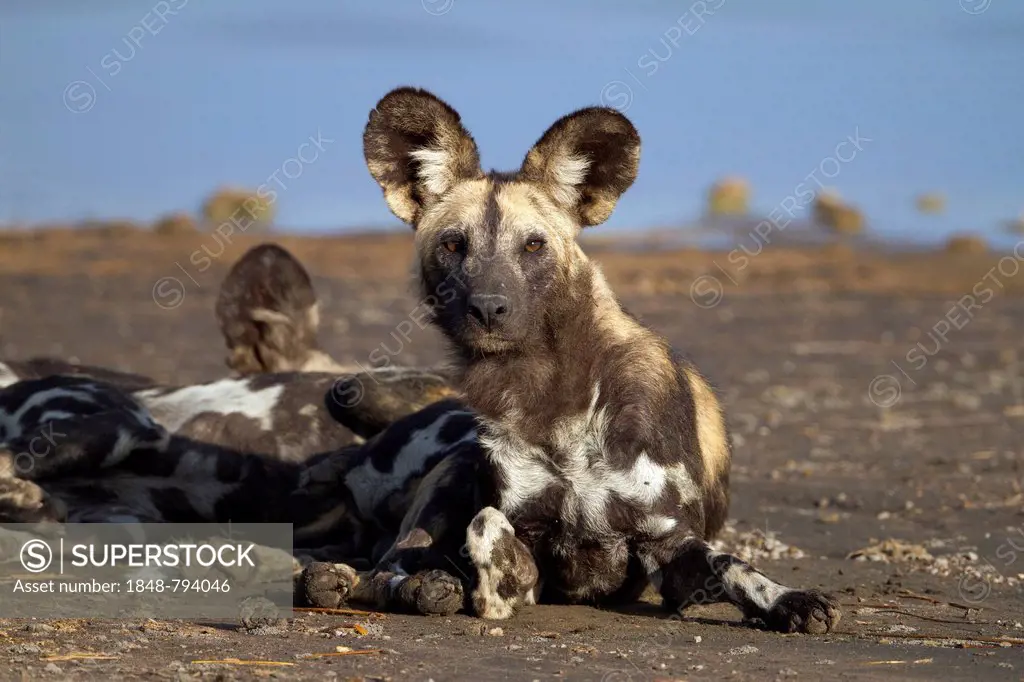 African Wild Dog (Lycaon pictus), on the shore of Masek Lake